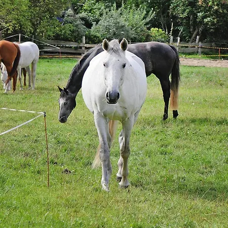Gutshaus In Garz Dom wakacyjny