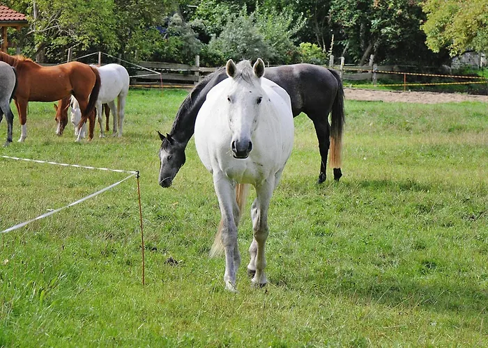 Gutshaus In Garz Semesterbostad